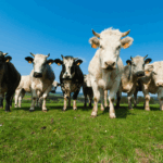 Een Femdomlady op vakantie