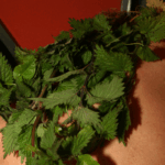 Een pijnlijk Kerstmis